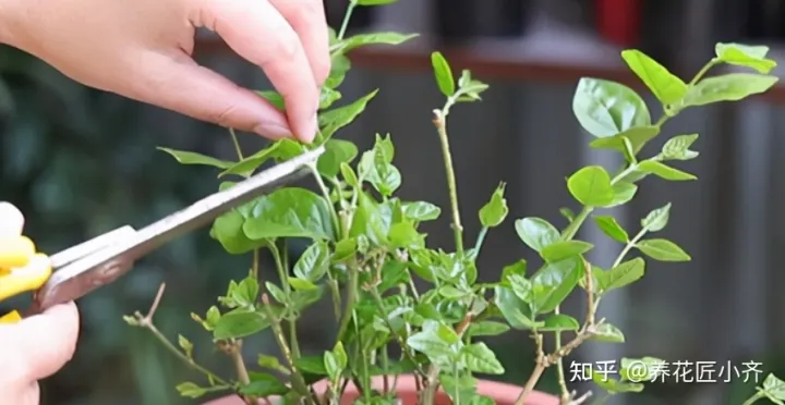 花的专业术语，养花经常会听到的“专业词”，这11个充分理解，才能把花养好