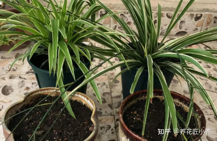 花的专业术语，养花经常会听到的“专业词”，这11个充分理解，才能把花养好
