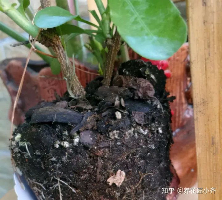 花的专业术语，养花经常会听到的“专业词”，这11个充分理解，才能把花养好