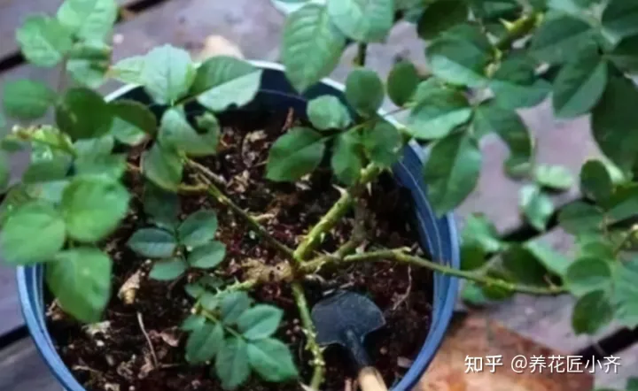 花的专业术语，养花经常会听到的“专业词”，这11个充分理解，才能把花养好