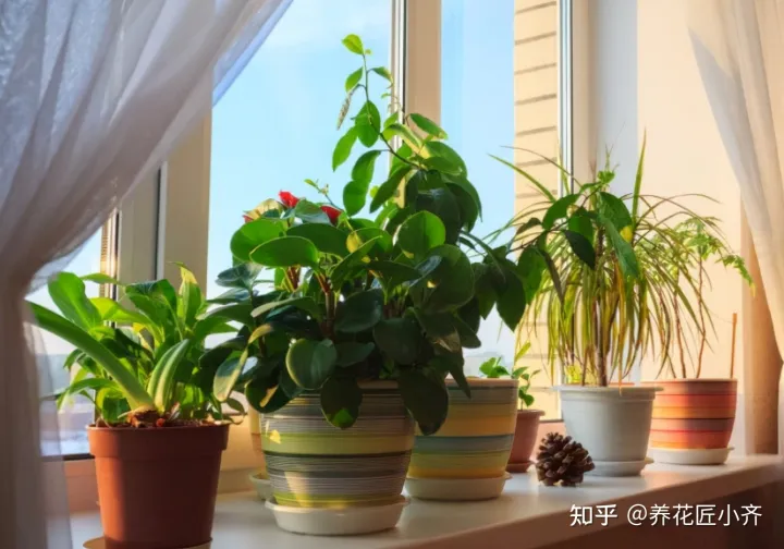 花的专业术语，养花经常会听到的“专业词”，这11个充分理解，才能把花养好