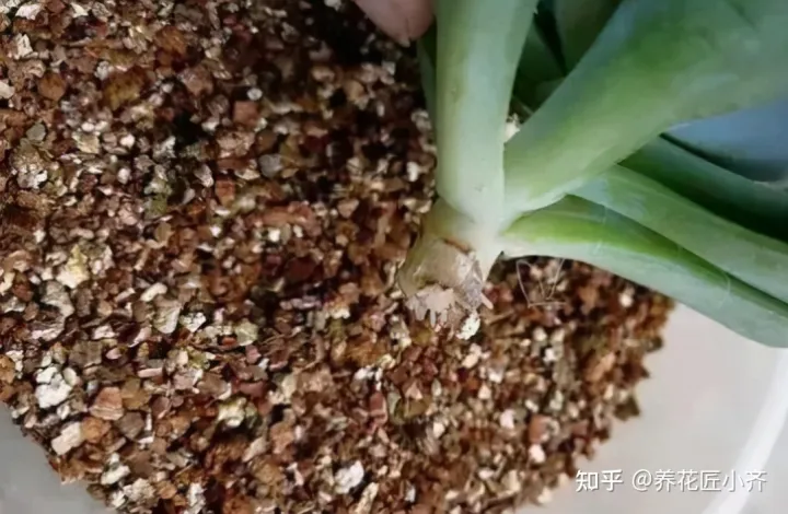 花的专业术语，养花经常会听到的“专业词”，这11个充分理解，才能把花养好