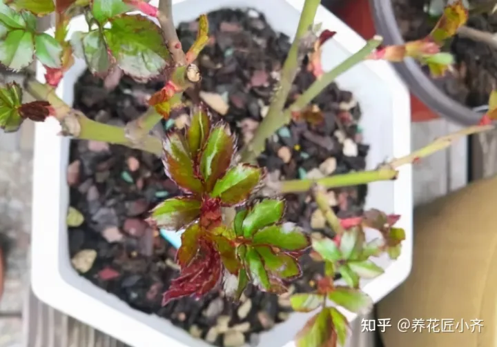 花的专业术语，养花经常会听到的“专业词”，这11个充分理解，才能把花养好