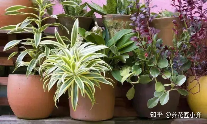 花的专业术语，养花经常会听到的“专业词”，这11个充分理解，才能把花养好