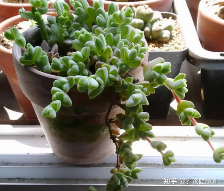 花的专业术语，养花经常会听到的“专业词”，这11个充分理解，才能把花养好