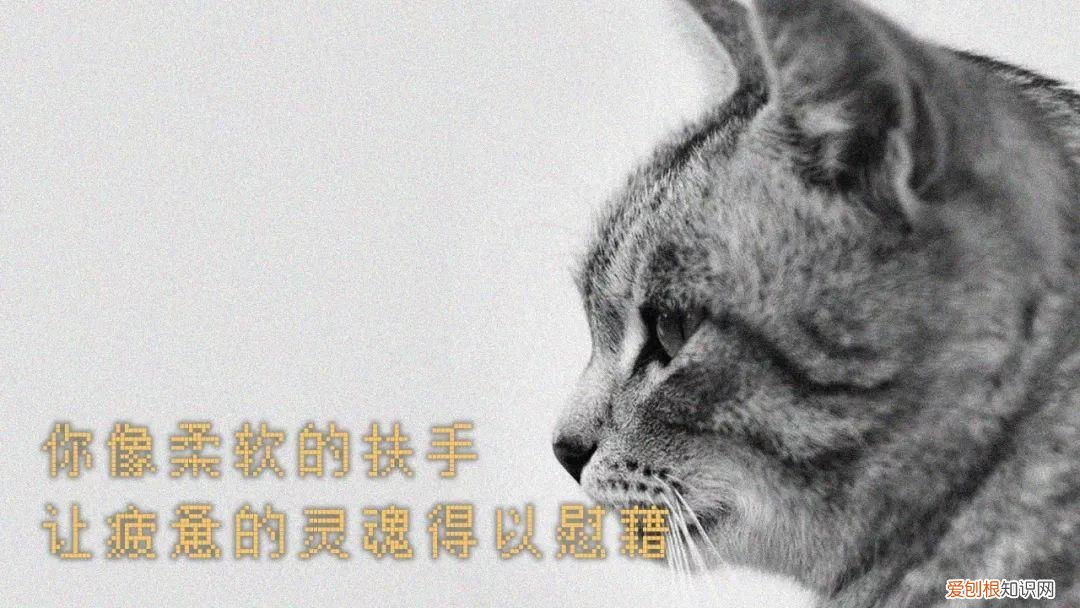 一条狗的使命那只狗叫什么，“这就是一条狗的使命”