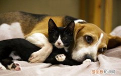 茶杯犬可以吃巧克力吗 茶杯犬能吃棒棒糖和巧克力吗?