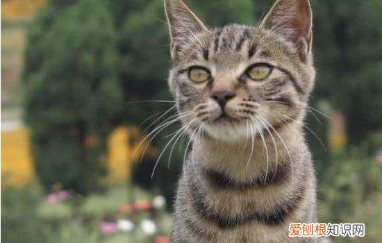 猫鸭肉发炎了怎么办,猫牙齿发炎了怎么办,猫牙齿发炎吃什么消炎，宠物猫牙龈炎怎么办
