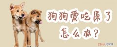 狗狗爱吃屎了怎么办，狗喜欢吃屎怎么办?