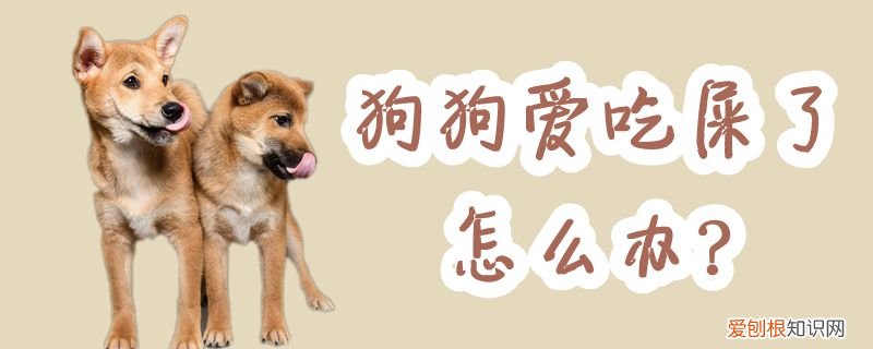狗狗爱吃屎了怎么办，狗喜欢吃屎怎么办?