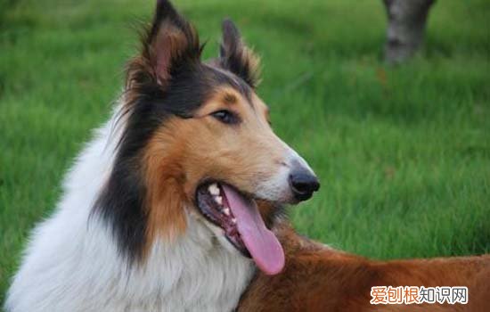 宠物狗可以吃腊肠吗 腊肠犬能吃鸡蛋吗