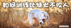 如何训练比特犬不咬人，比特犬好不好养咬不咬人