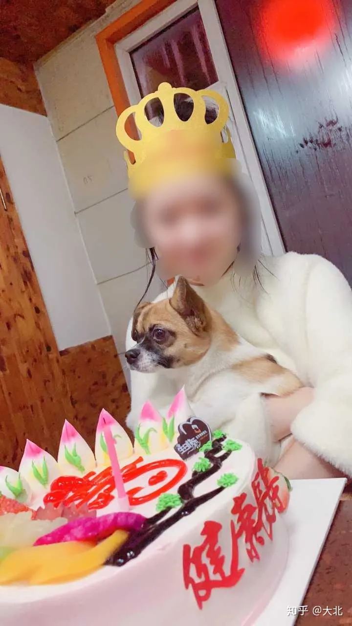 宠物狗对人的感情是什么，宠物的情感回报真的远远大于你的付出吗？