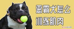 恶霸犬怎么训练肌肉，恶霸犬咬肌怎么练