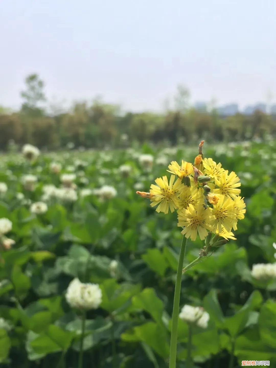 最容易养的花，养花的心得