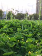 最容易养的花，养花的心得