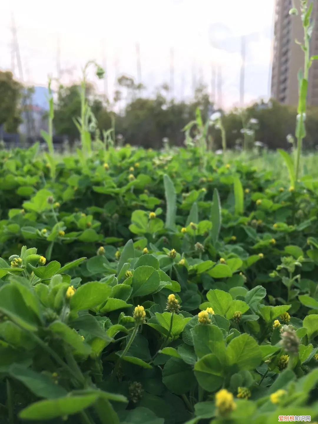 最容易养的花，养花的心得