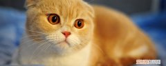 折耳猫软骨素什么时候吃最好,折耳猫什么时候吃软骨素,软骨素折耳猫什么时候吃