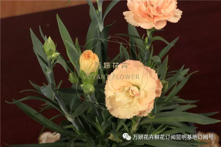 分南方篇和北方篇,精华而实用 康乃馨花的养殖方法和注意事项 盆栽,万妍冬日养花日记 康乃馨的养护方法