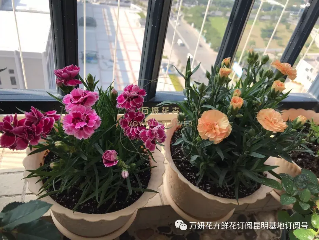分南方篇和北方篇,精华而实用 康乃馨花的养殖方法和注意事项 盆栽,万妍冬日养花日记 康乃馨的养护方法