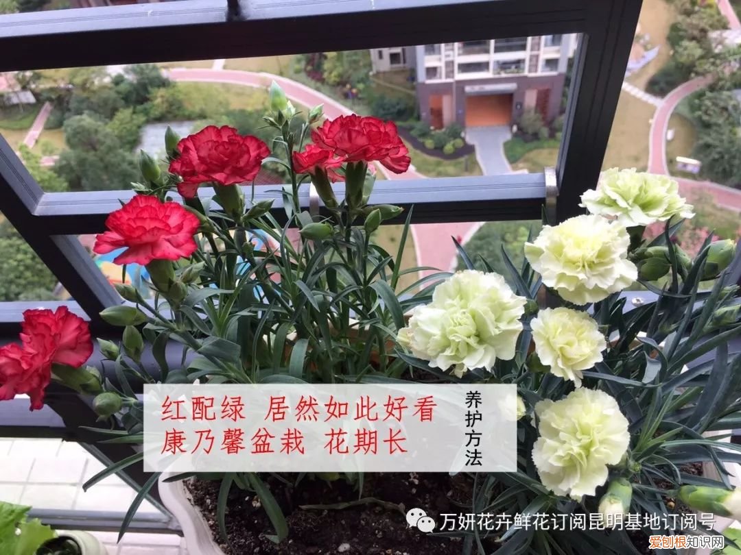分南方篇和北方篇,精华而实用 康乃馨花的养殖方法和注意事项 盆栽,万妍冬日养花日记 康乃馨的养护方法