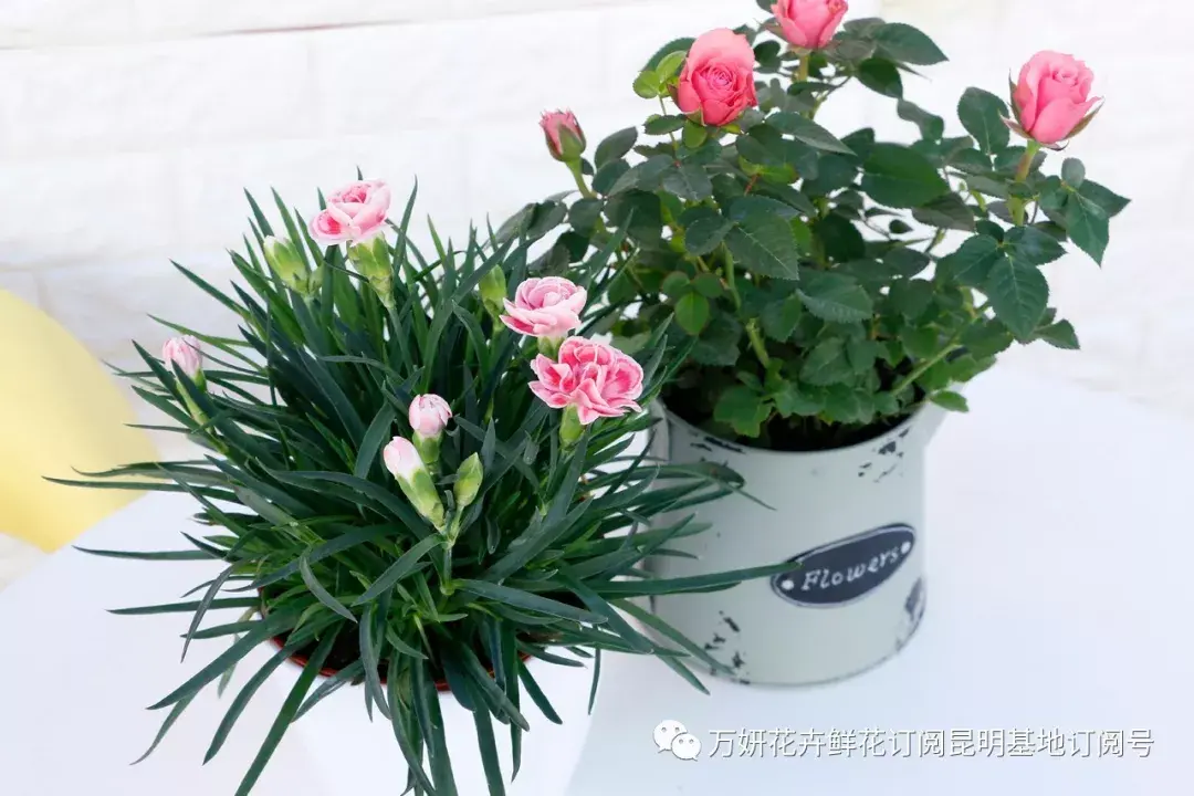 分南方篇和北方篇,精华而实用 康乃馨花的养殖方法和注意事项 盆栽,万妍冬日养花日记 康乃馨的养护方法