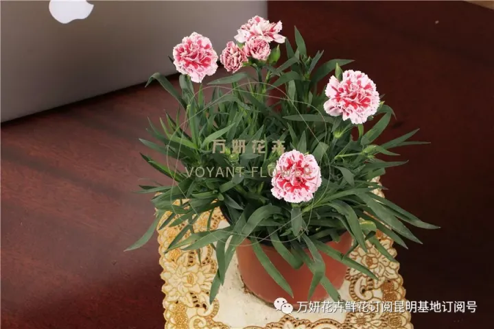 分南方篇和北方篇,精华而实用 康乃馨花的养殖方法和注意事项 盆栽,万妍冬日养花日记 康乃馨的养护方法
