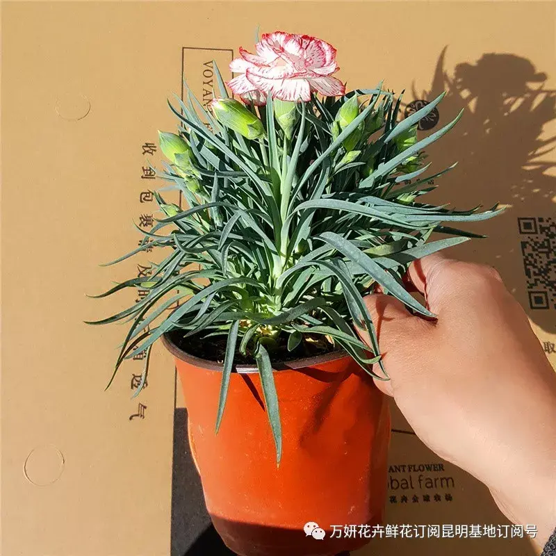 分南方篇和北方篇,精华而实用 康乃馨花的养殖方法和注意事项 盆栽,万妍冬日养花日记 康乃馨的养护方法
