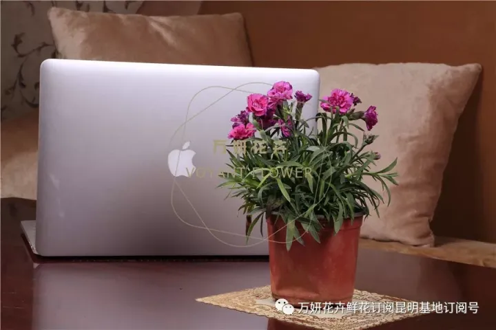 分南方篇和北方篇,精华而实用 康乃馨花的养殖方法和注意事项 盆栽,万妍冬日养花日记 康乃馨的养护方法
