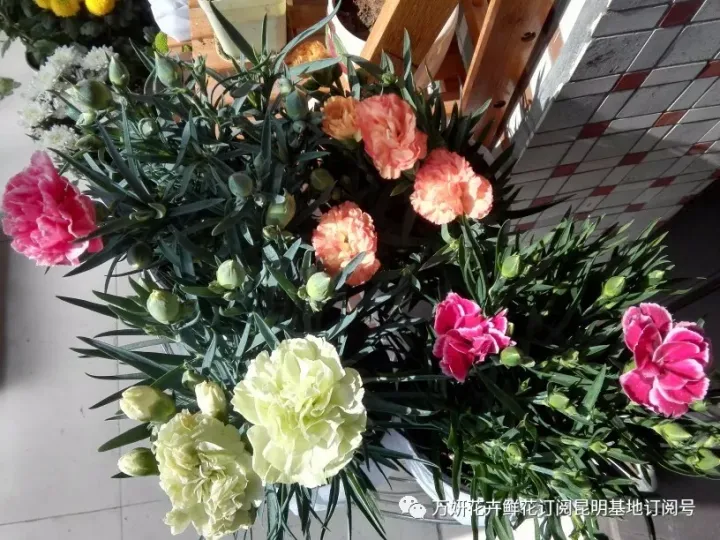 分南方篇和北方篇,精华而实用 康乃馨花的养殖方法和注意事项 盆栽,万妍冬日养花日记 康乃馨的养护方法