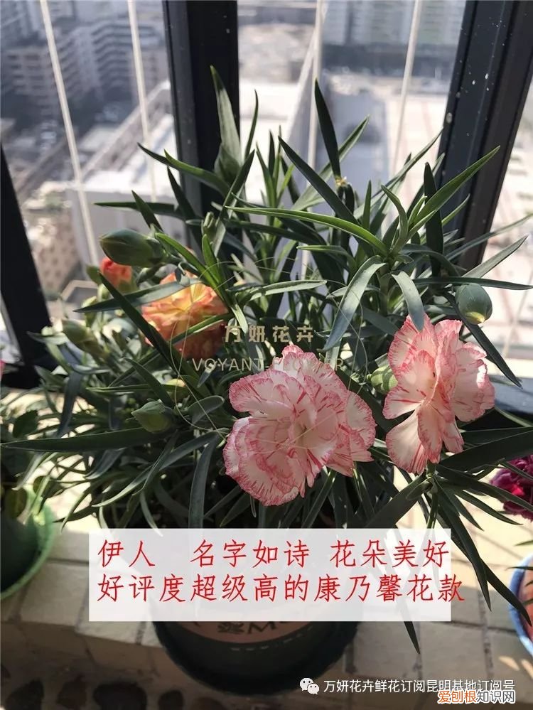 分南方篇和北方篇,精华而实用 康乃馨花的养殖方法和注意事项 盆栽,万妍冬日养花日记 康乃馨的养护方法