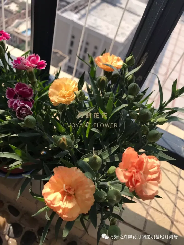 分南方篇和北方篇,精华而实用 康乃馨花的养殖方法和注意事项 盆栽,万妍冬日养花日记 康乃馨的养护方法