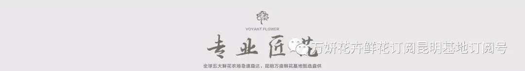 分南方篇和北方篇,精华而实用 康乃馨花的养殖方法和注意事项 盆栽,万妍冬日养花日记 康乃馨的养护方法