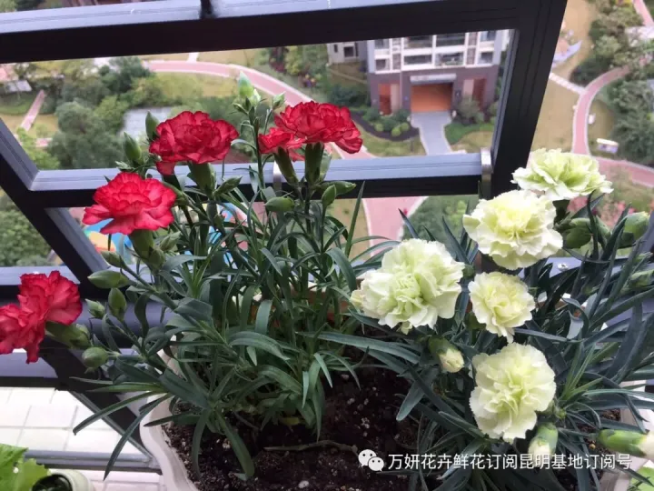 分南方篇和北方篇,精华而实用 康乃馨花的养殖方法和注意事项 盆栽,万妍冬日养花日记 康乃馨的养护方法