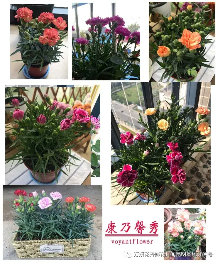 分南方篇和北方篇,精华而实用 康乃馨花的养殖方法和注意事项 盆栽,万妍冬日养花日记 康乃馨的养护方法