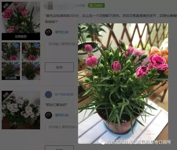 分南方篇和北方篇,精华而实用 康乃馨花的养殖方法和注意事项 盆栽,万妍冬日养花日记 康乃馨的养护方法