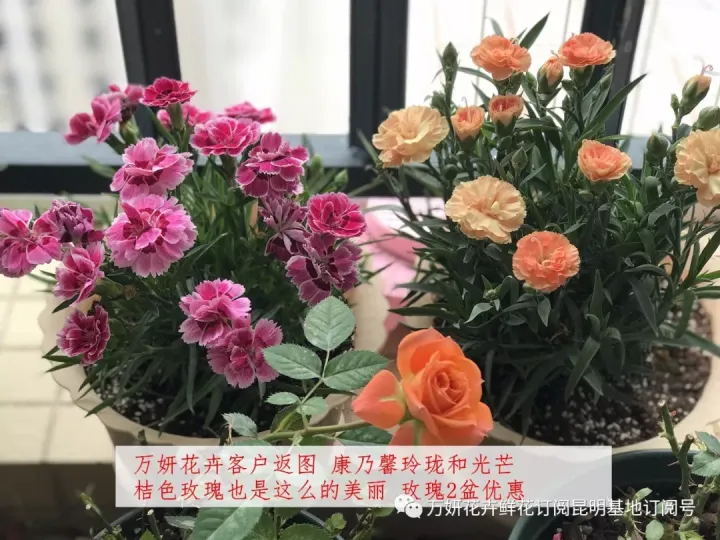 分南方篇和北方篇,精华而实用 康乃馨花的养殖方法和注意事项 盆栽,万妍冬日养花日记 康乃馨的养护方法