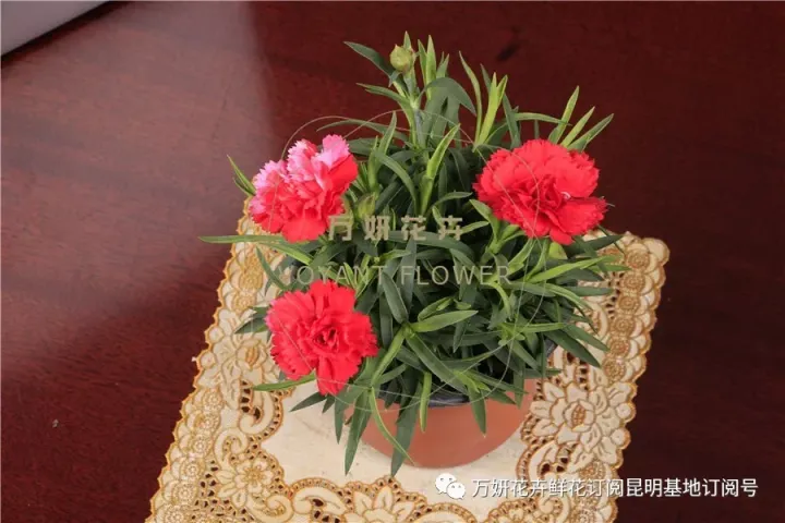 分南方篇和北方篇,精华而实用 康乃馨花的养殖方法和注意事项 盆栽,万妍冬日养花日记 康乃馨的养护方法