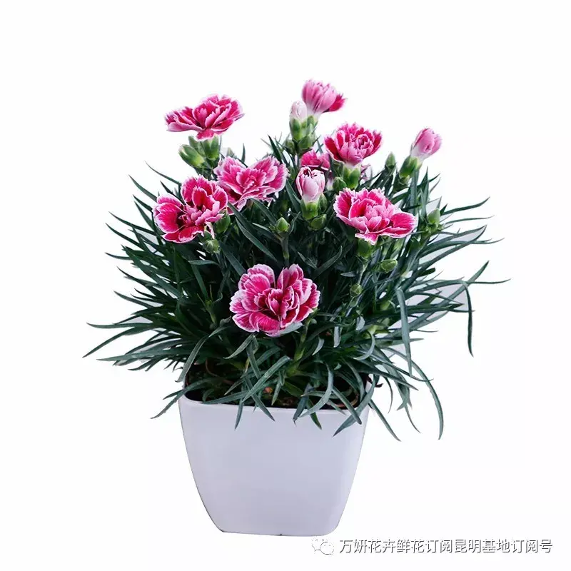 分南方篇和北方篇,精华而实用 康乃馨花的养殖方法和注意事项 盆栽,万妍冬日养花日记 康乃馨的养护方法