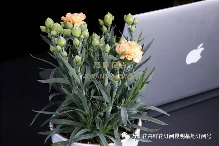 分南方篇和北方篇,精华而实用 康乃馨花的养殖方法和注意事项 盆栽,万妍冬日养花日记 康乃馨的养护方法