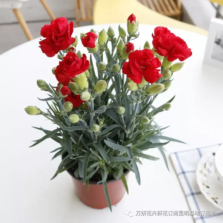 分南方篇和北方篇,精华而实用 康乃馨花的养殖方法和注意事项 盆栽,万妍冬日养花日记 康乃馨的养护方法
