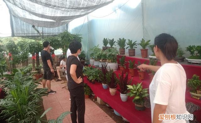 青岛农业大学植物医学学院，了解花卉需求，青岛农大学子进行“云”调研
