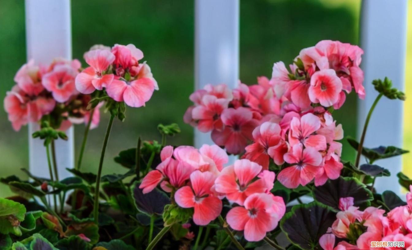 养花小技巧,轻松养，养花也要有窍门，掌握这些“技巧”，你也是“养花大神”