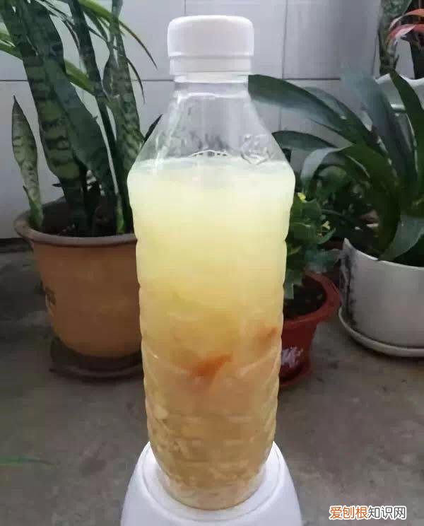养花的十二种技巧，3个养花“技巧”，简单又实用，啥花都能养活，很多人在用
