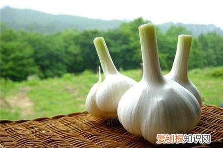 养花有哪些技巧，爱养花的你，知道养花的15个诀窍吗