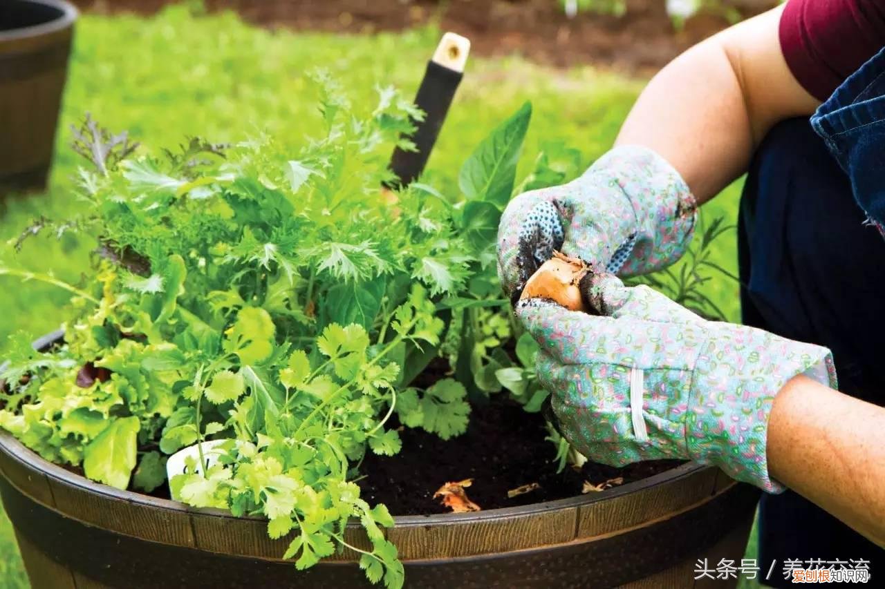 养花基础知识，掌握15个养花秘诀，你就成为养花高手了