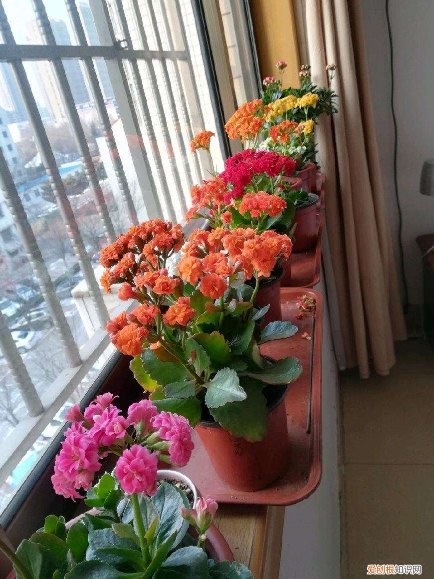 养花知识养花百科,养花这5个“窍门”你知道吗?实用还简单,长得茂盛不担心烂根!