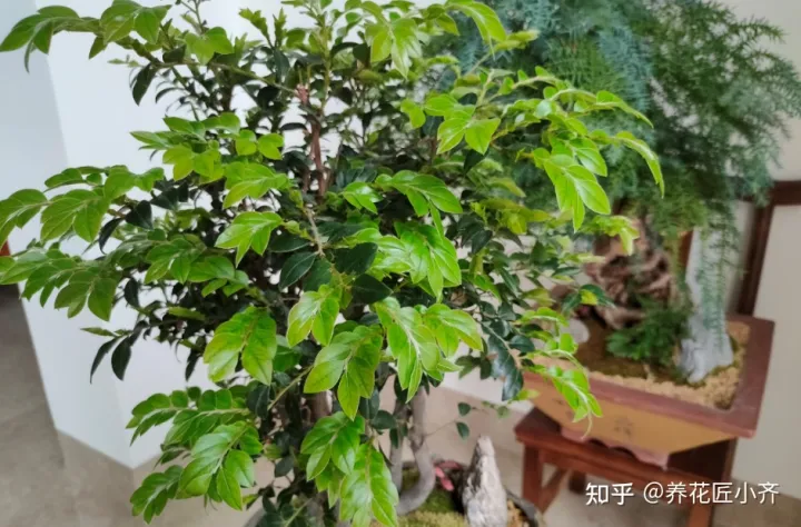教你这样养花，养花最“坑人”的妙招，老花匠都不敢用，养花新手千万别尝试
