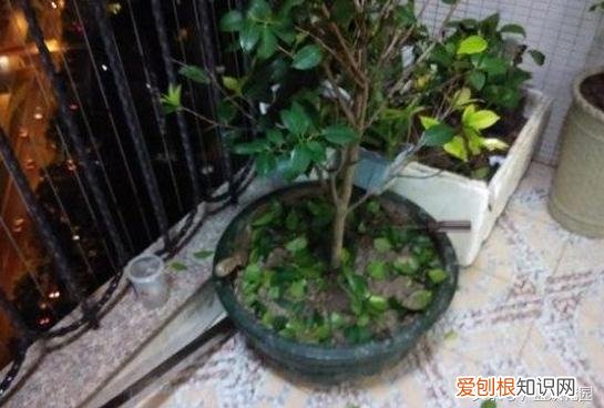 养花的六大问题,养花常见的7大问题,教你轻松解决!