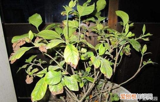 养花的六大问题,养花常见的7大问题,教你轻松解决!